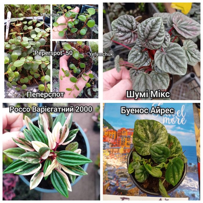 Пеперомія кімнатна