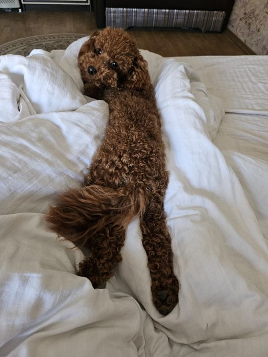 Вязка мальтіпу, той пудель