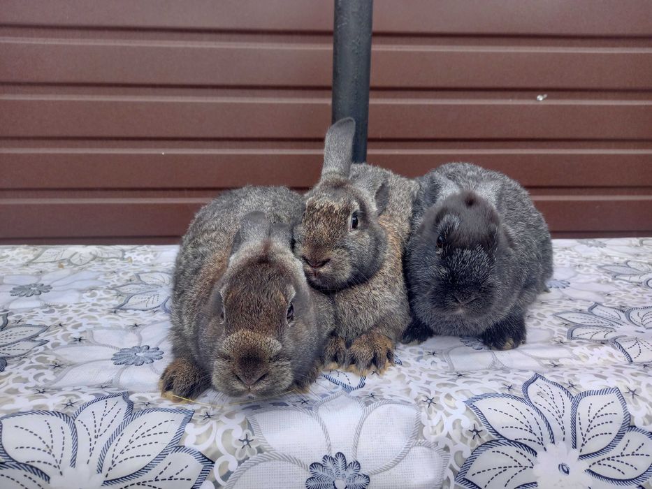 Продаю кроликів (Мікс 2-х різних порід)