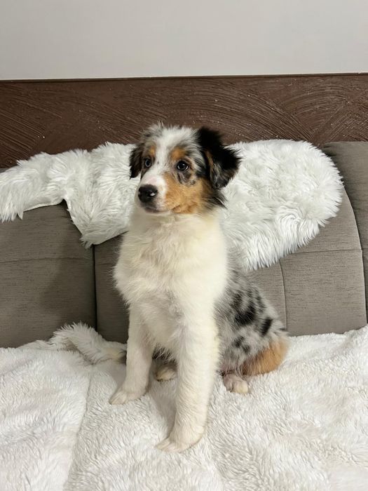 Owczarek Australijski typ amerykański suczka