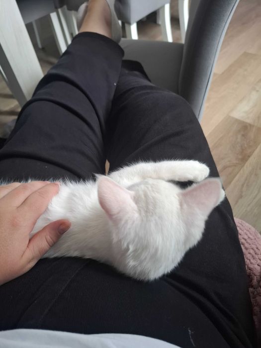 Oddam za darmo białą kotkę