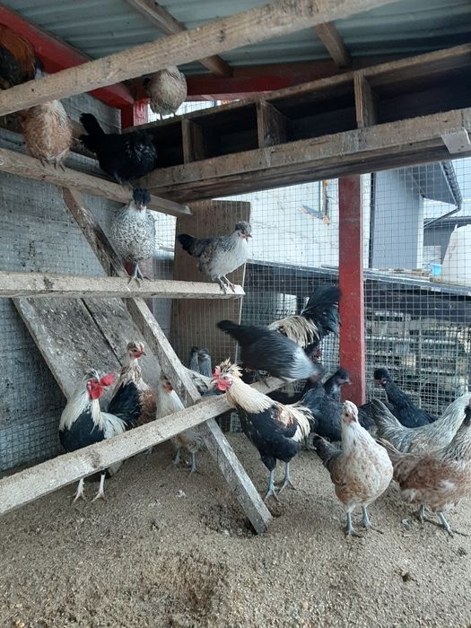 Koguty i kury ozdobne liliputy miniaturki 2025