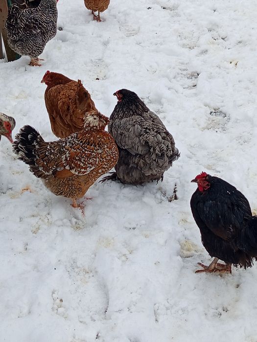 Jaja lęgowe kur mix