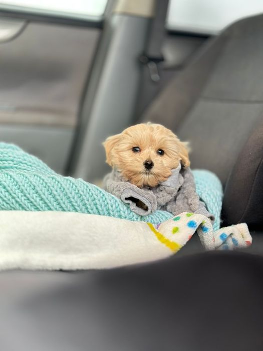 Дивовижні дівчатка і хлопчики міні Мальтіпу