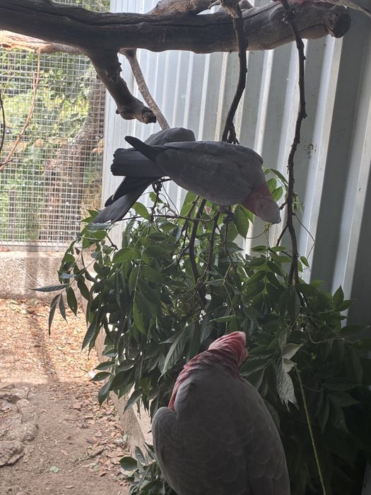 Catatuas Galah Casal 2026
