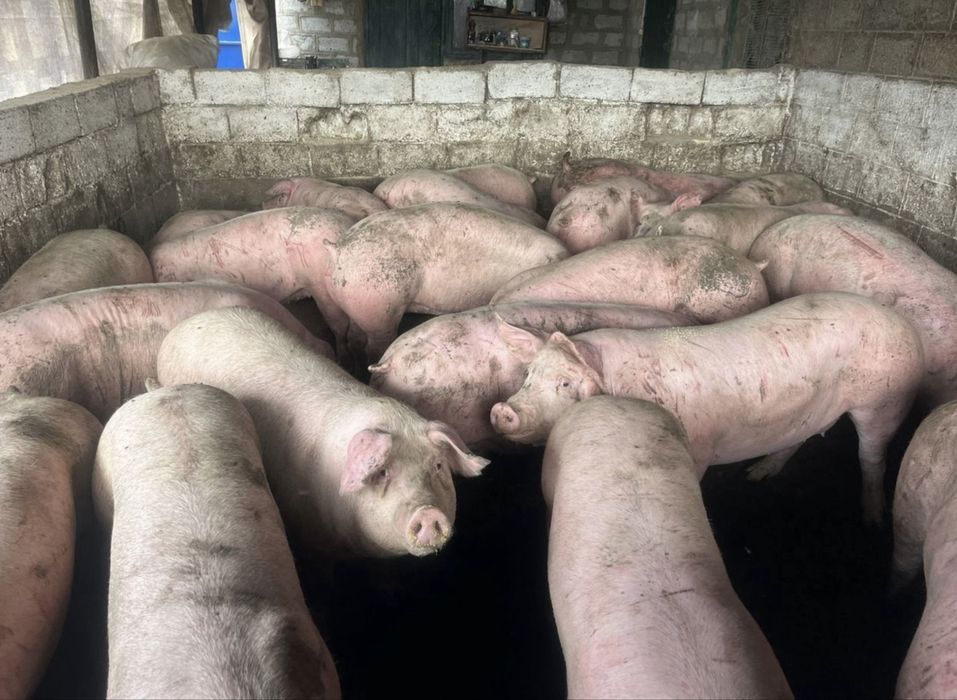 Свині, 95 грн/кг, мясного направлення, живою вагою