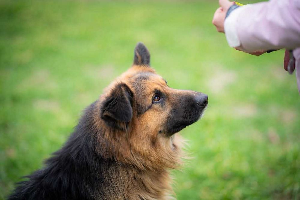 Piesek w typie owczarek niemiecki