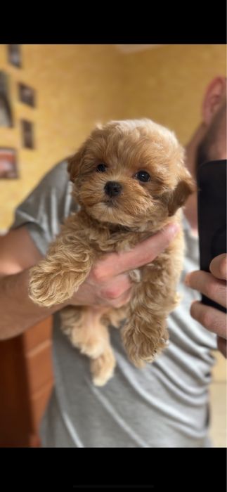 Мальтипу ф1