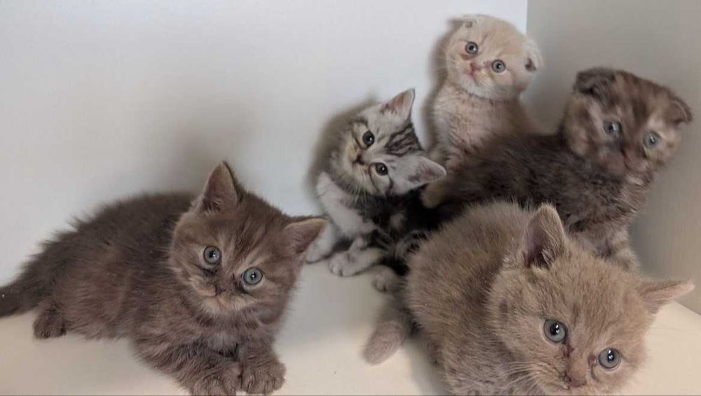 Кошенята Шотландці