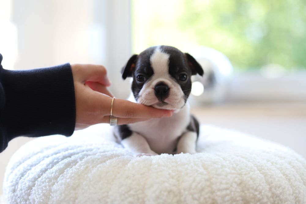 Boston Terrier Chlopiec