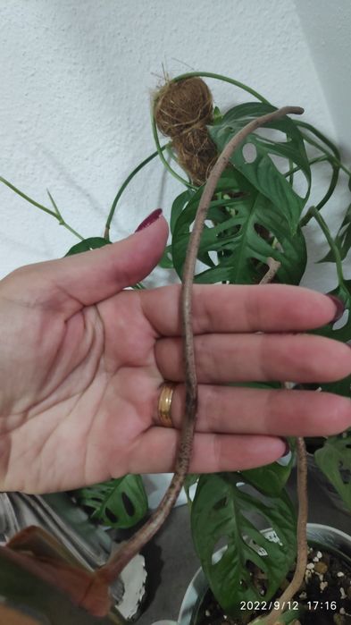 Cutting de Monstera Borsigiana Albomarginata 2 folhas