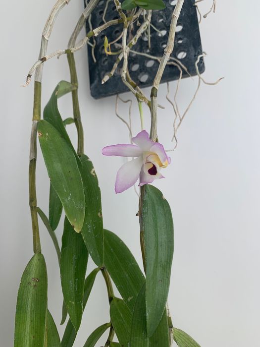 Орхідея Dendrobium Flexicaule дорослий