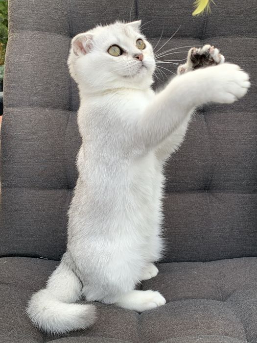 Просто ніжність а не котик !