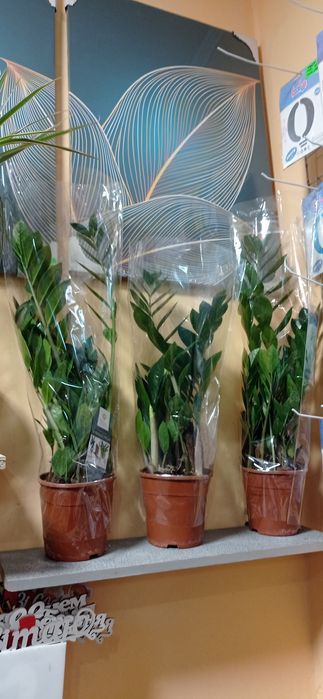 Тюльпани,рози,троянди,квіти, хризантеми,цветы,букет.Гелеві кульки.