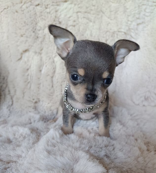 Chihuahua piesek