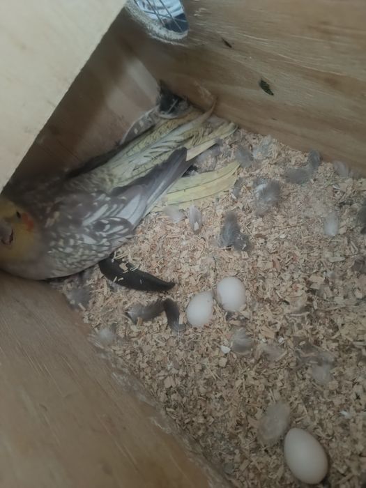 Casais de caturras para ceder
