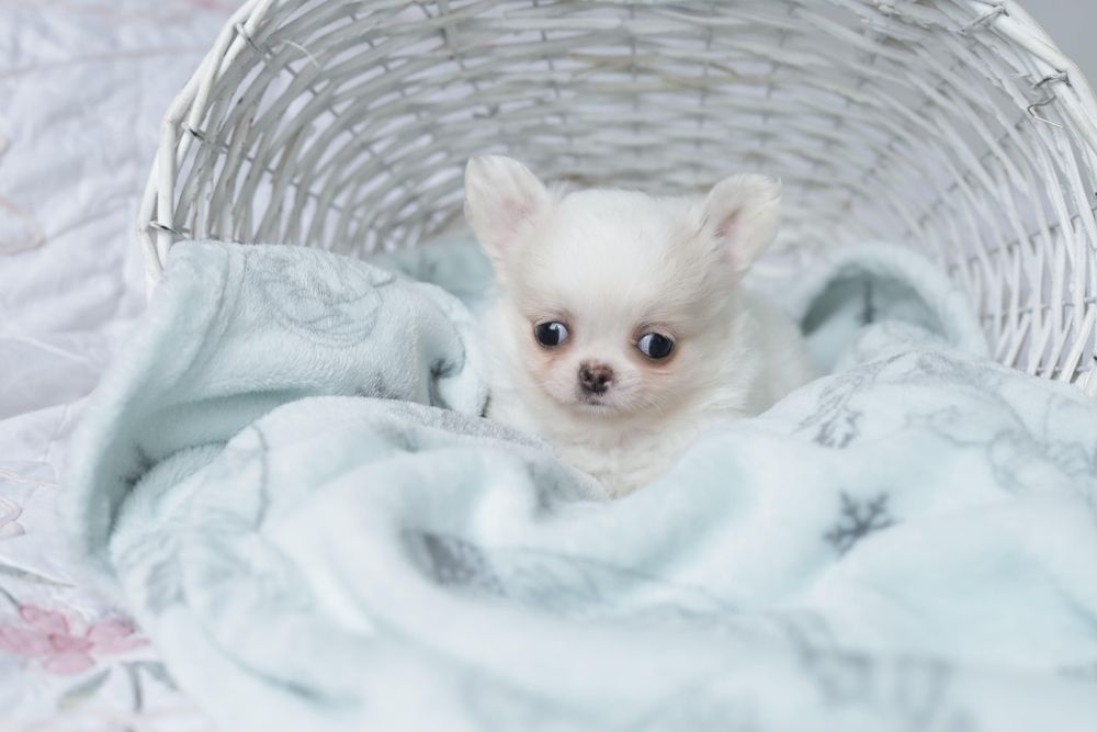 Chihuahua fci chłopak długowłosy