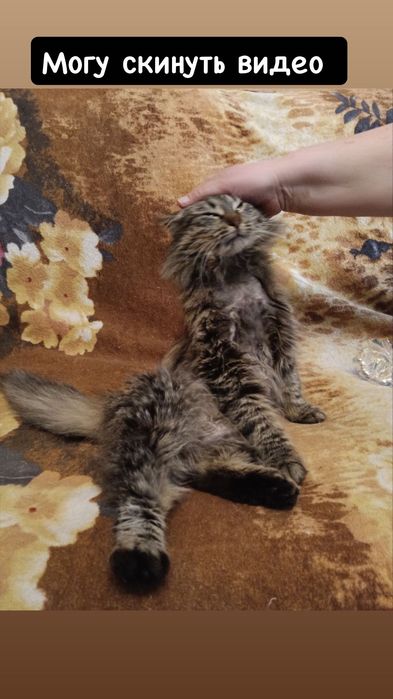 Мини версия мейнкуна )