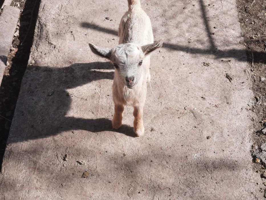 Продаються козенята