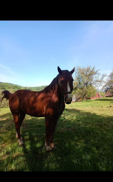 Продам Коня порода (Торійський Ваговоз)