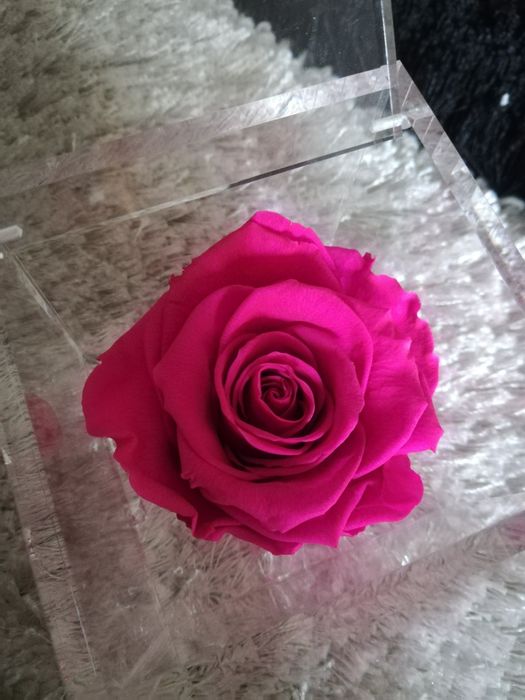 Rosa preservada perfumada