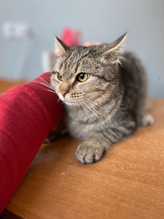 Котята котики отдам котенок мальчик