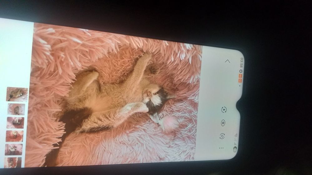 Кошечка красивого черно-белого окраса