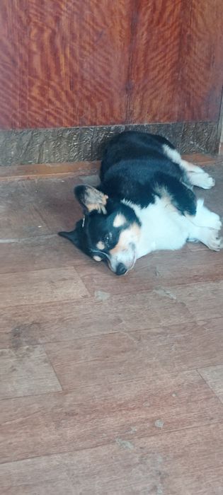 В'язка Кабель Вельш корги пемброк.