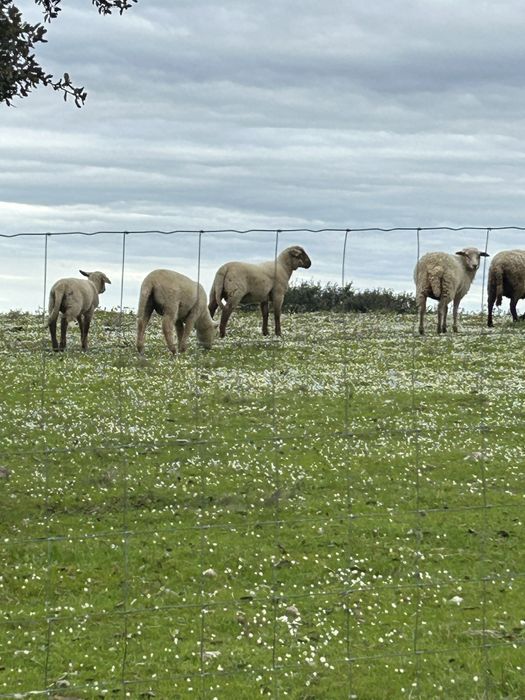Lote borregos em modo producao biologico