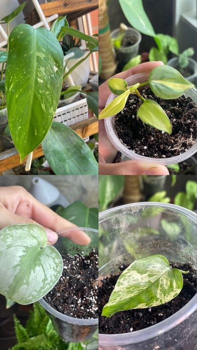 Обмін кімнатними рослинами