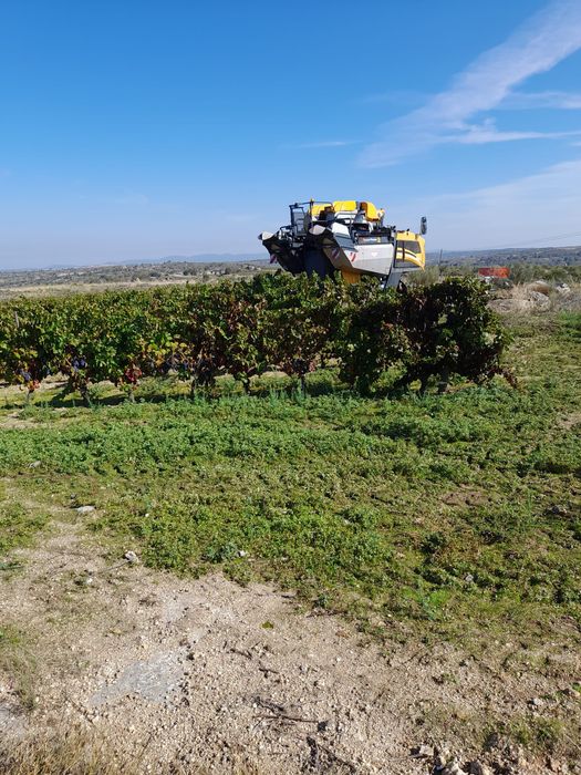 Vinha com 1,9 hectares +  vinha/área de cultivo com 1 hectare