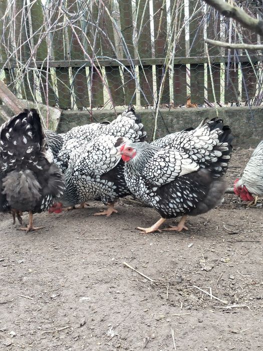 Jaja lęgowe kur Wyandotte Srebrnołuskie