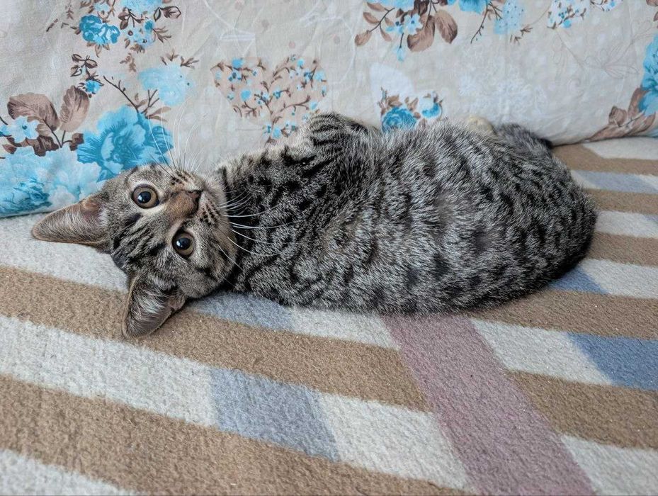 Дівчинка та хлопчик котики у добрі руки