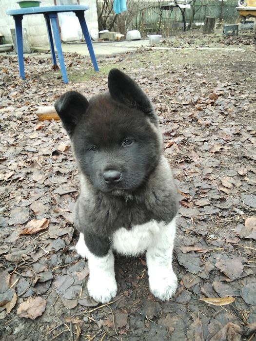 Щенок Американської акіти