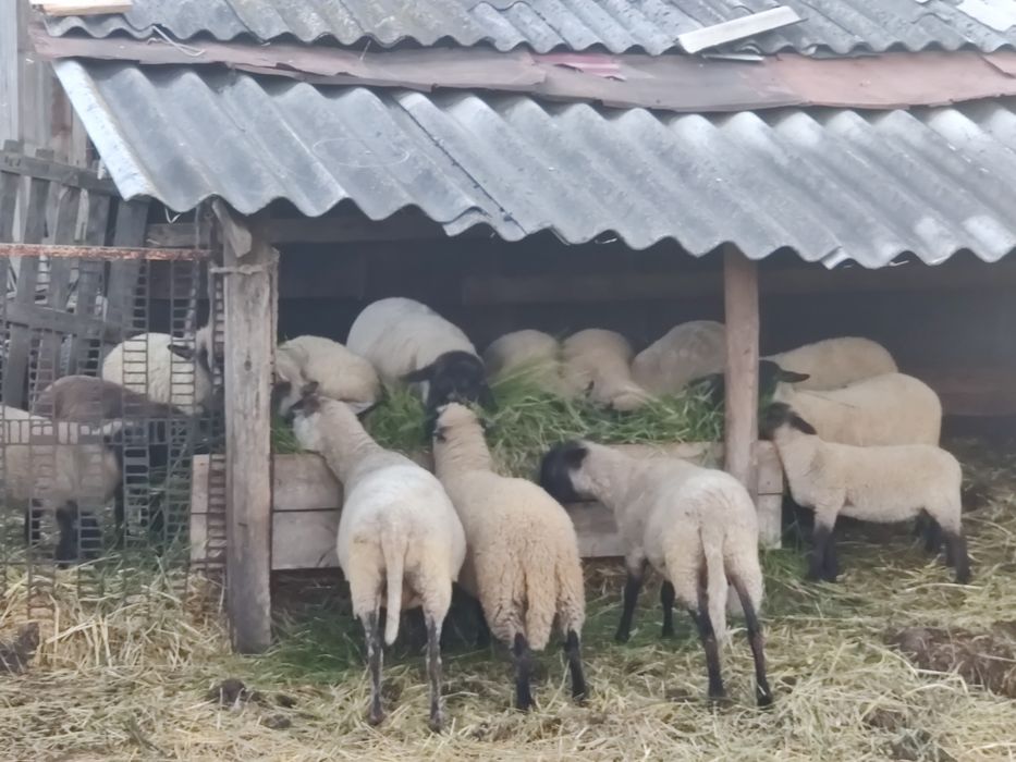 Продам баранів, овечки, вівці, ягнички
