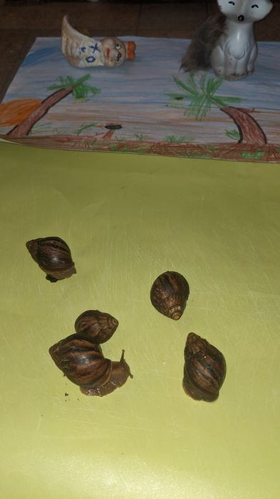 Улитки Ахатины Имакуляты
