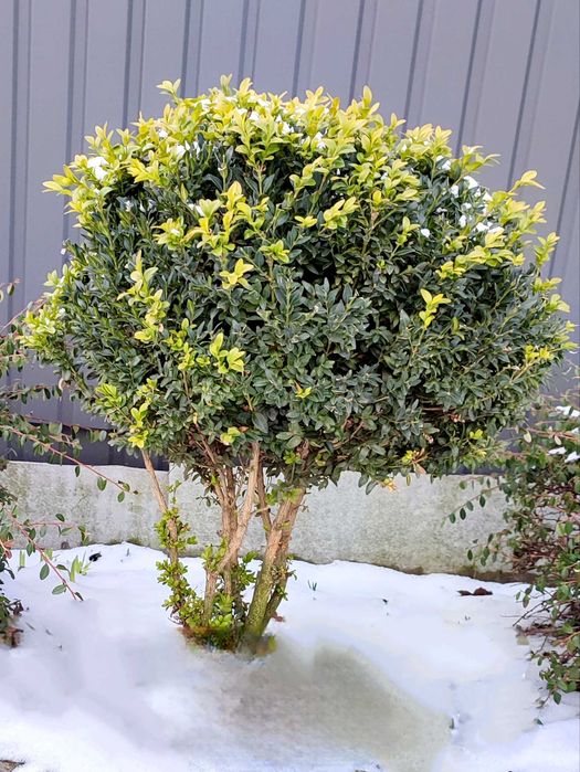 самшит саджанці із вкс