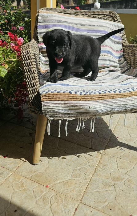 Labrador retriever  Alta qualidade