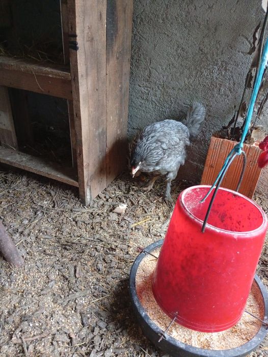 Vendo casal de brahmas