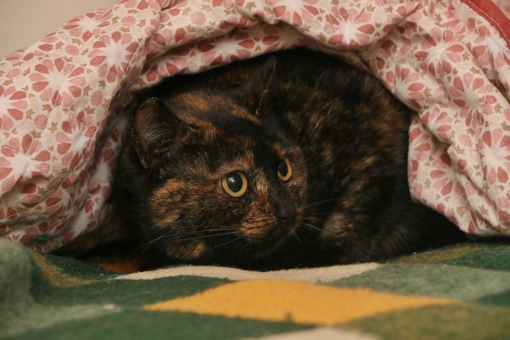 ESTERILIZADA | Gata adulta disponível para adoção responsável