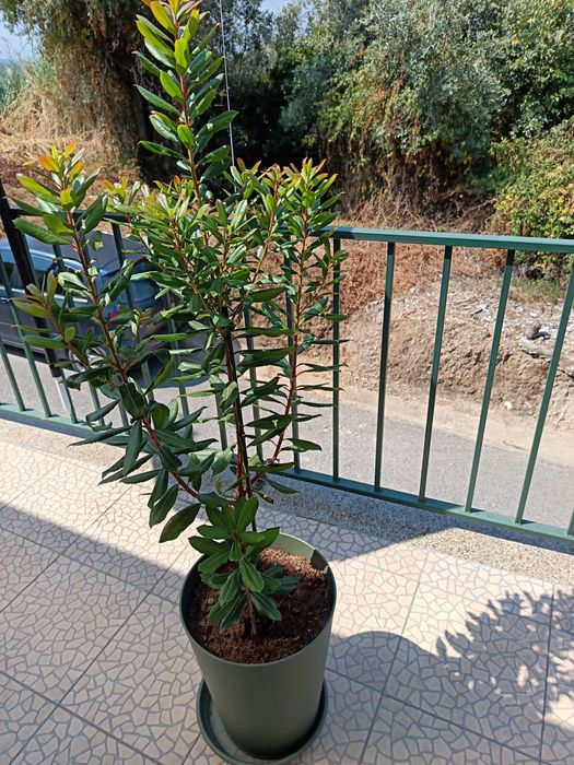 Vendo esta Planta de Jardim