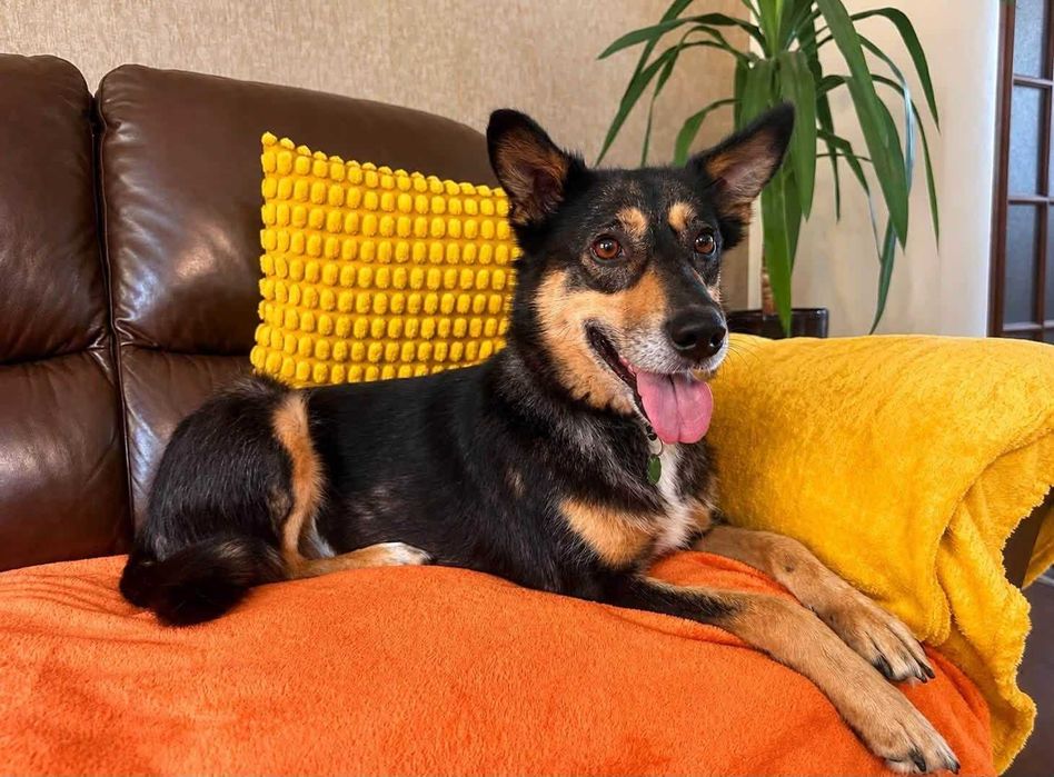 Do adopcji - łagodna Szkocja szuka domu!