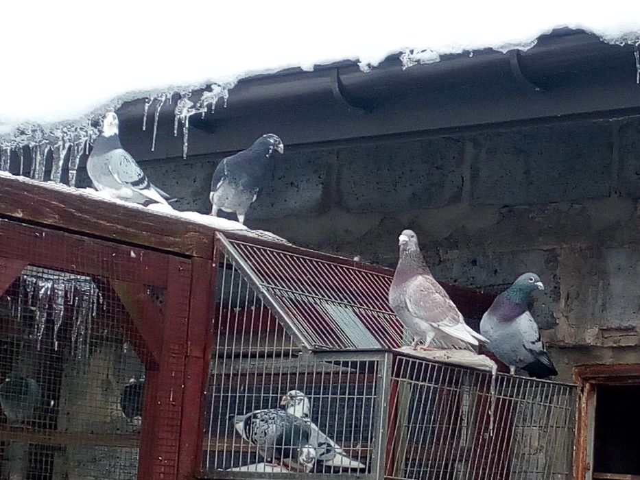 gołębie ozdobne tegoroczne