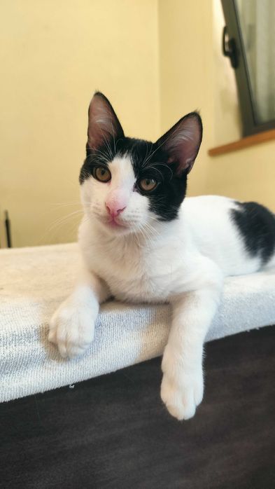 Gatinhos para adoção em conjunto