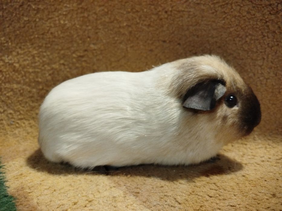 Морская свинка. Самец. Кремовый далматин, рисунок калифорния.