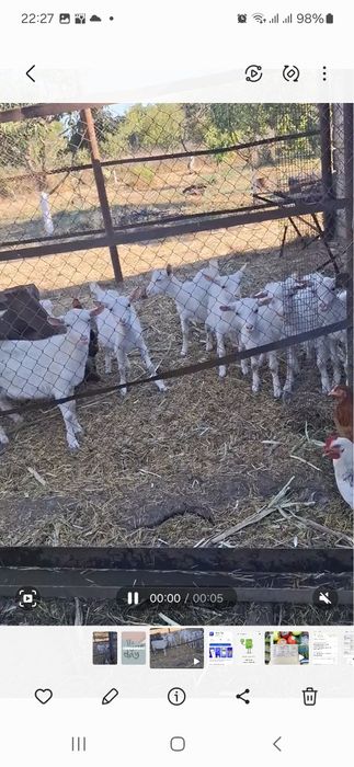 Продам козенят  чотири місяця