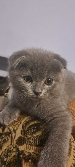 Шотландець висловухий вакцинацією па портом окрас блакитний