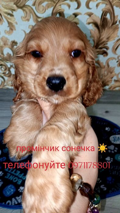 Англійський кокер-спанієль хлопчик, сонечко для Вас