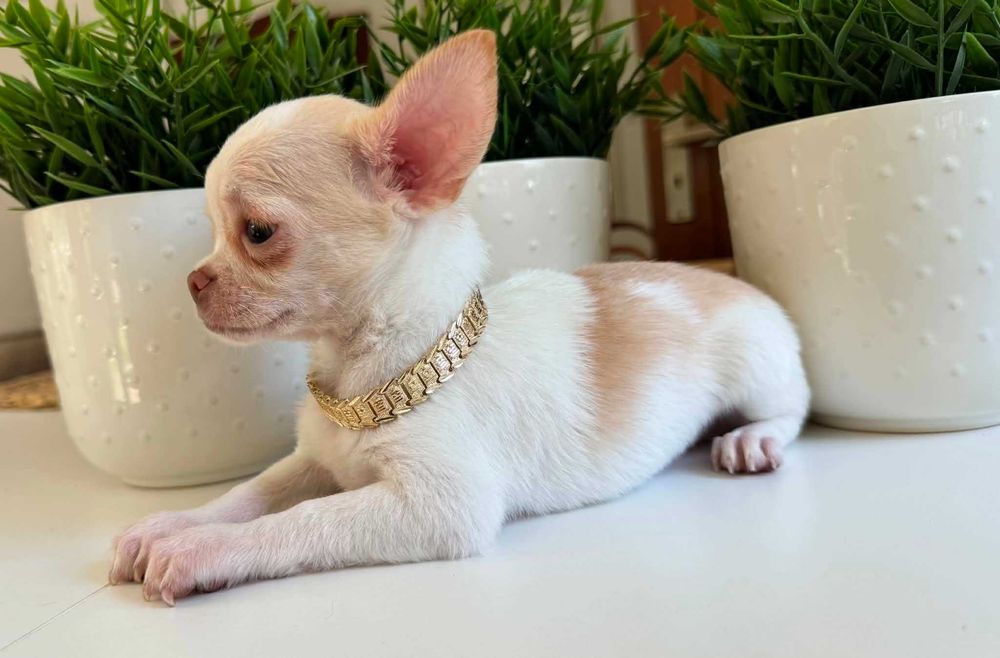 Chłopczyk Chihuahua Cream&Biel Miniaturka z Rodowodem Chipem Justin