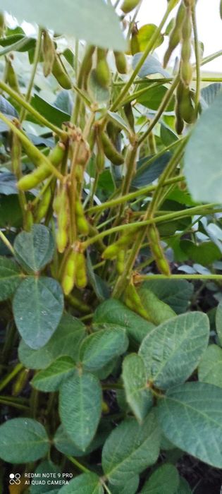 Насіння сої сорт "СОФІЯ"